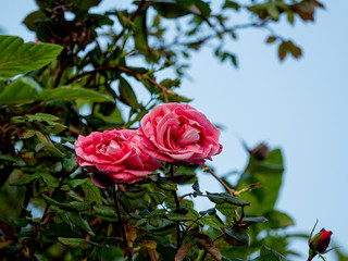 Rose de printemps