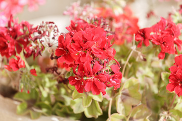 Ripe red geranium flowers