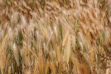 Fototapeta premium Yellow wet grass