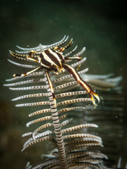 Peces exóticos de colores y formas extrañas en el fondo del mar, fotografía submarina, 