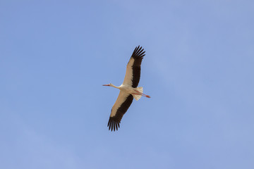Single stork is flying in blue sly