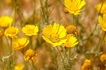 Yellow chrysanthemum coronarium with green caterpillar
