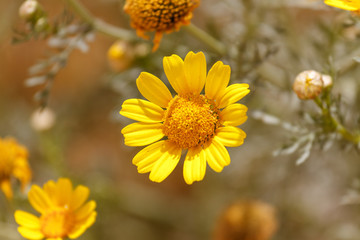 Single yellow chrysanthemum coronarium