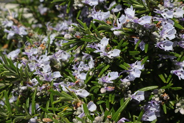 Rosmarin, Blüte, Kräuter