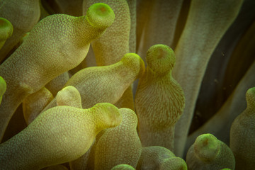 Peces, corales y amebas submarinas de colores y exoticas en el fondo del mar