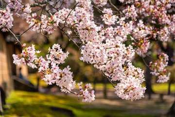 Closeup nature view of sakura at spring under sunlight. Natural flower landscape using as background or wallpaper.