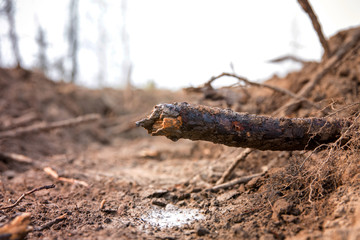 The roots of the trees are bare, sticking out of the ground. Trees suffer. Fire prevention.