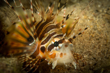 Peces, corales y amebas submarinas de colores y exoticas en el fondo del mar