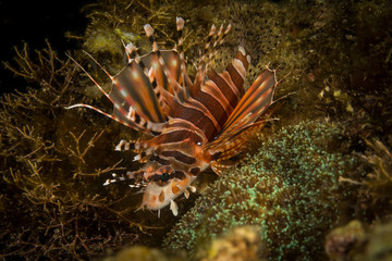Naklejka na ściany i meble Peces, corales y amebas submarinas de colores y exoticas en el fondo del mar