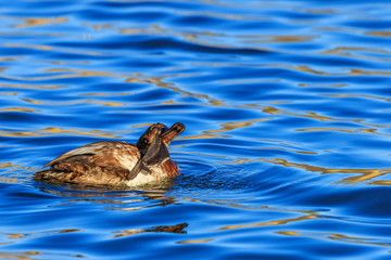 Pochard duck preening itself in the water