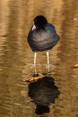 Coot bird preen itself in the water