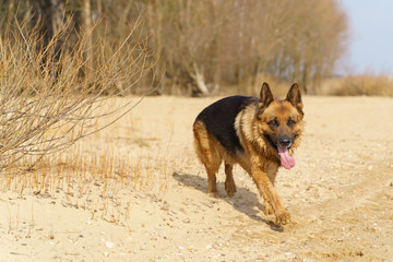 Adult German Shepard running on the beach outdoor