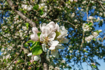 Flowering flower on a fruit tree