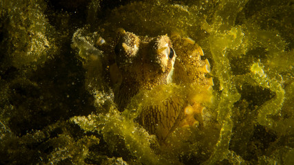 Peces, corales y amebas exoticos y de colores en el fonde del mar