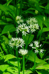 Blooming wild garlic in the woodland