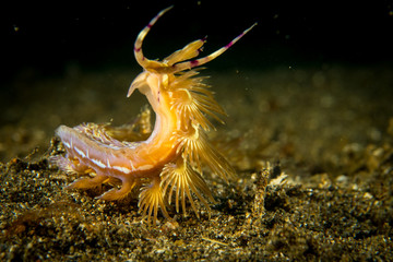 Peces, corales y amebas exoticos y de colores en el fonde del mar