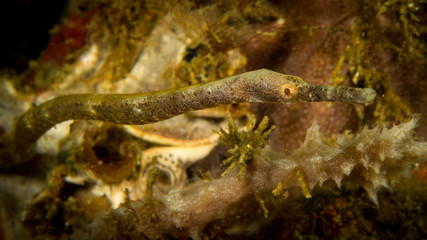 Peces exoticos de colores en el fondo del mar