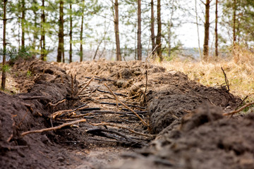 The roots of the trees are bare, sticking out of the ground. Trees suffer. Fire prevention.