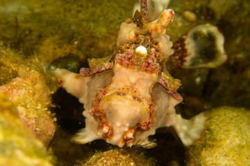 Peces exoticos de colores en el fondo del mar