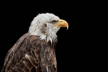 Bald eagle (Haliaeetus leucocephalus) bird of prey isolated on black background, facing right.