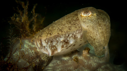 Peces exoticos de colores en el fondo del mar