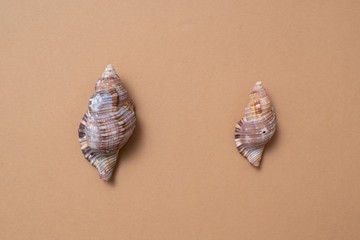 Different seashells on a ochre color background , the concept of holidays by the sea.