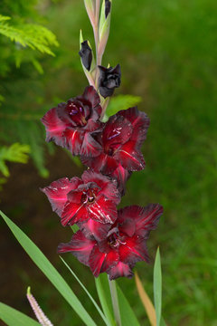 Gro&szlig;blumige Gladiole (Black Surprise)	
