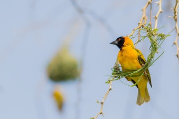 Ave exotica de colores de Africa