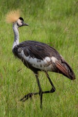 Ave exotica africana con cresta