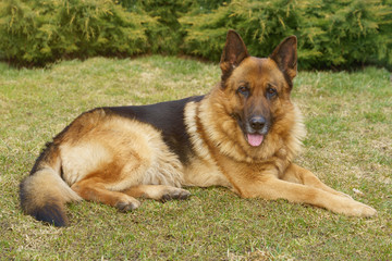 Adult German Shepard lay down on the grass 