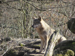 loup