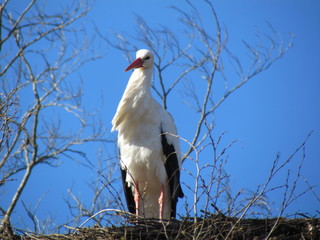 cigogne