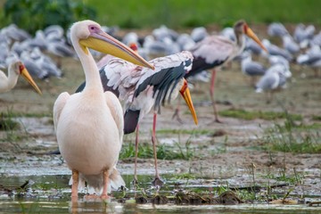 Pelicanos, aves exoticas africanas con el pico muy largo