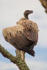 Quebrantahuesos, aves exoticas africanas