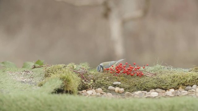A Blue tit picks up a pipe and flies away in slow motion