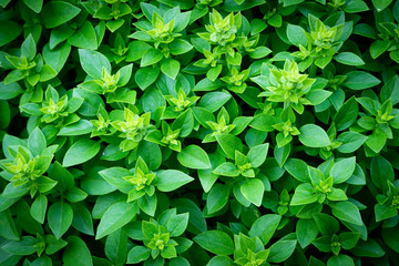 Green leafs of basil plant