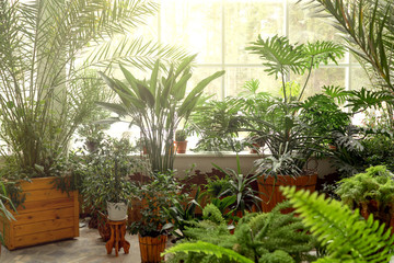 Green plants in botanical garden indoor.