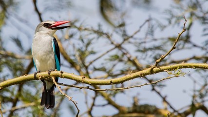 Ave exotica de colores de Africa