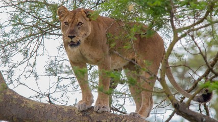 Leon rey de la selva africana