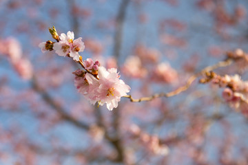 Fruehling Bluete Natur Sommer Sonne