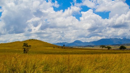 Paisajes de la selva y sabana africana durante un safari