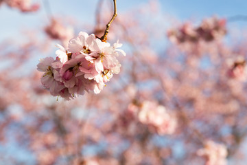 Fruehling Bluete Natur Sommer Sonne