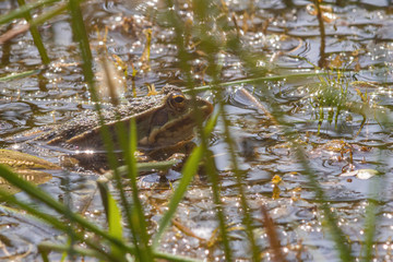 Big green frog in water