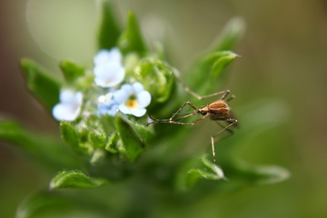 Mosquito on a flower