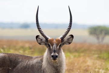 Antilopes salvajes en la selva africana