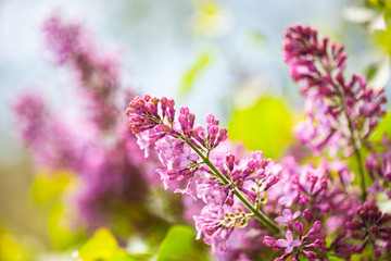 purple lilac on the branch