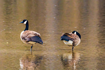 canada goose family