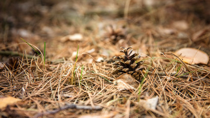A pine cone lies on pine needles.