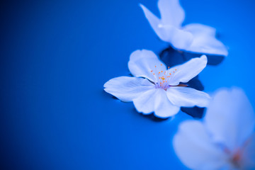 Fototapeta na wymiar 水の上の桜
