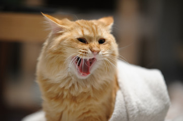 あくびをする猫（マンチカン）